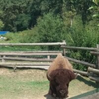 Sehen Sie sich 74bobs Live-Sexshow an