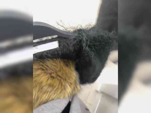 -cutiekitty-'s Webcam Live Show