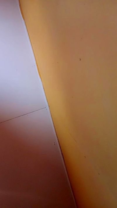 Biscoshita26 Webcam-Liveshow